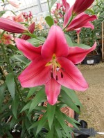 [5206 Redford Mak No01.JPG]